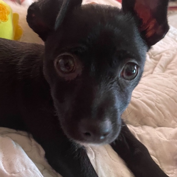 Meet your Posher, Stacy - Picture 4 of 4